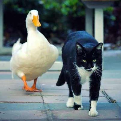 Cat and Duck